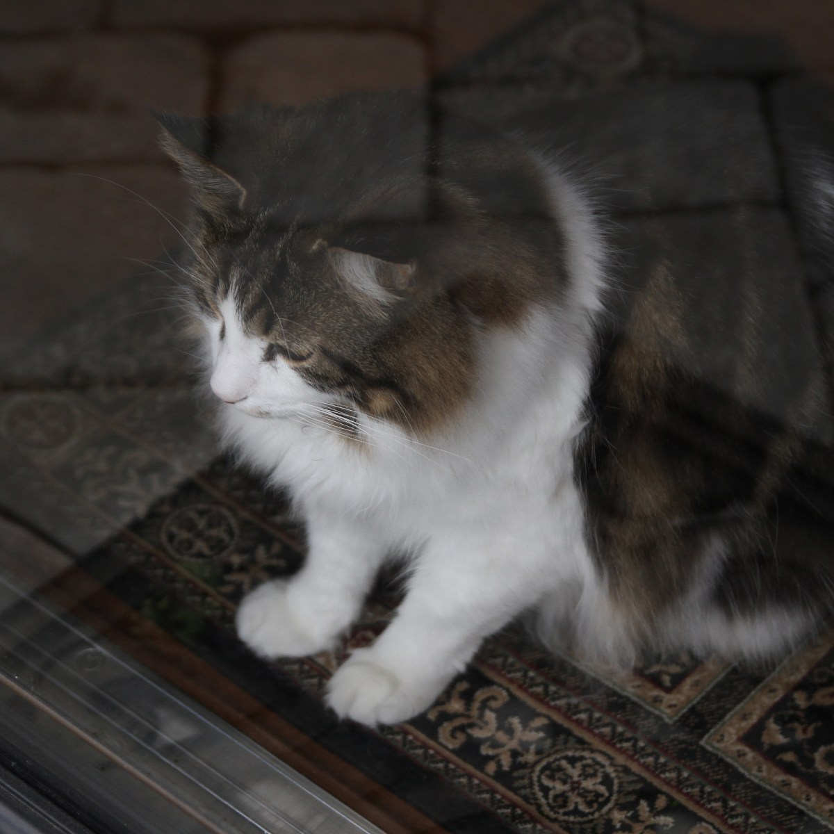 Olive Oil for Matted Cat Fur…Who&nbsp;Knew?