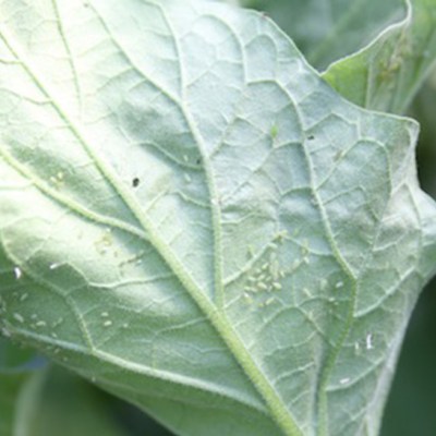 5 Ways to Say, “Get Lost,&nbsp;Aphids!”
