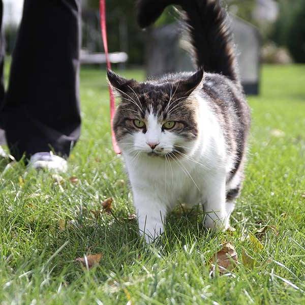 Leash Train Your Cat in 7 Excruciating&nbsp;Steps